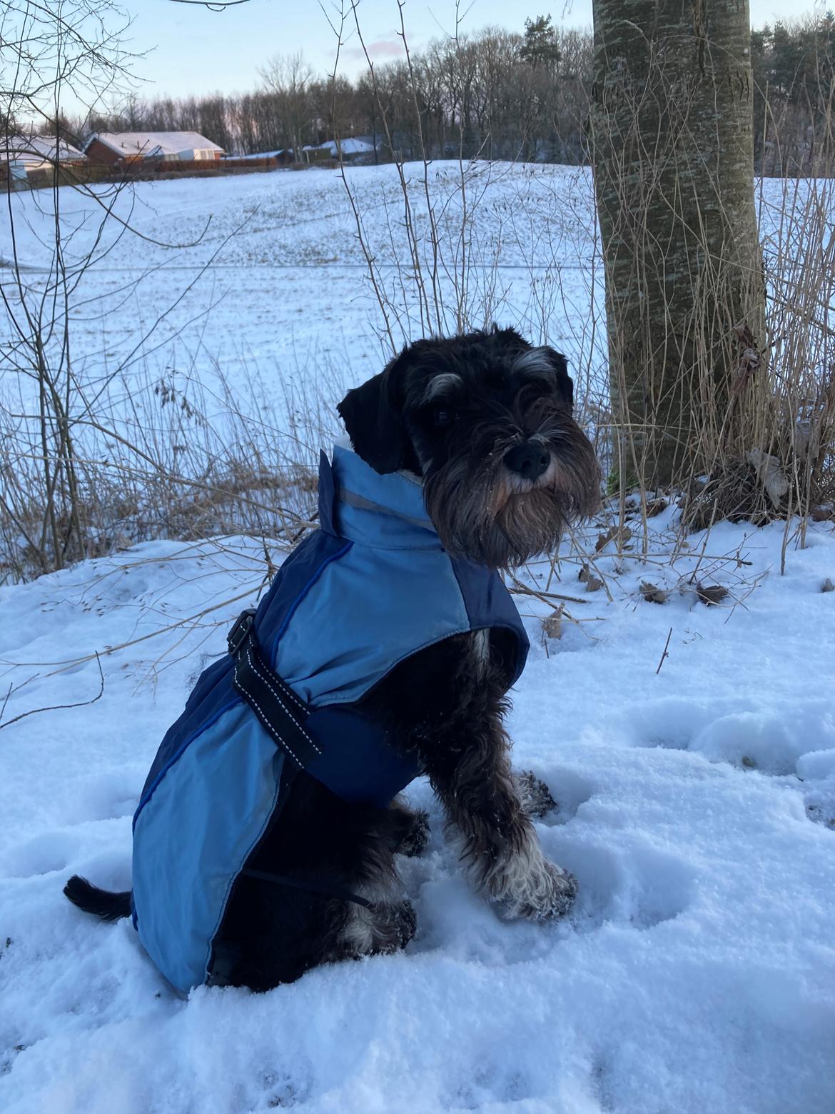 Dvaergschnauzer Viggo  billede 1
