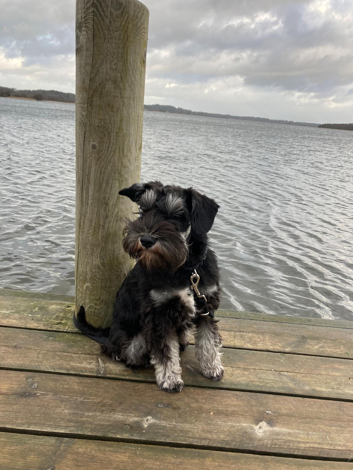 Dvaergschnauzer Viggo  billede 5