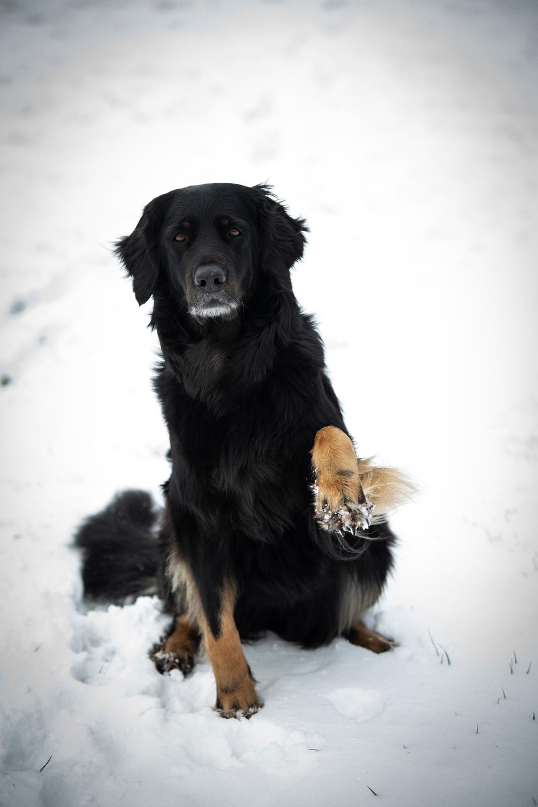 Hovawart Juno - februar 2021  billede 22