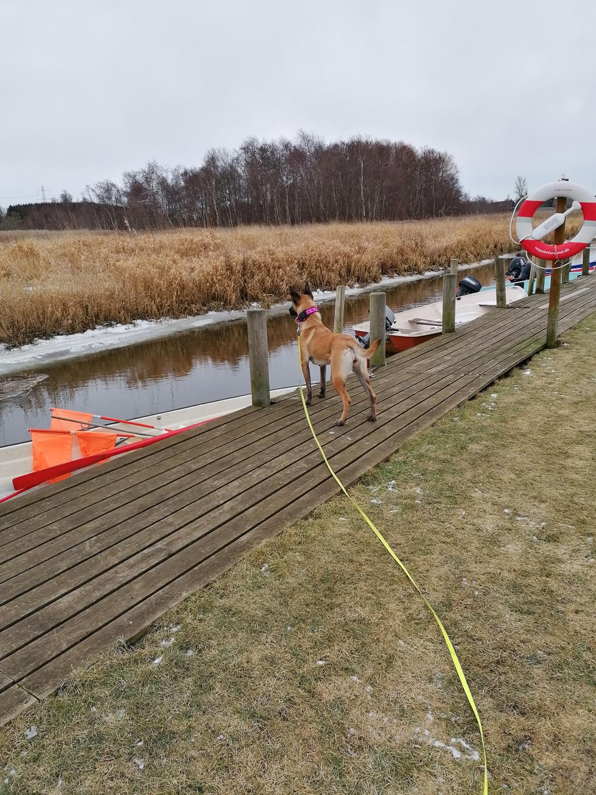 Malinois Jenos' Freydis billede 2