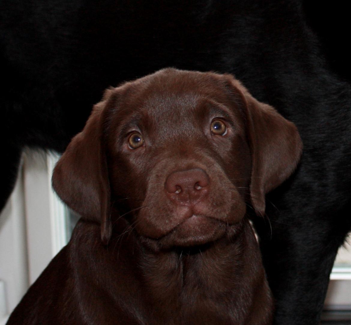 Labrador retriever Caradog Emilie de La Mancha by Don Quixote billede 1