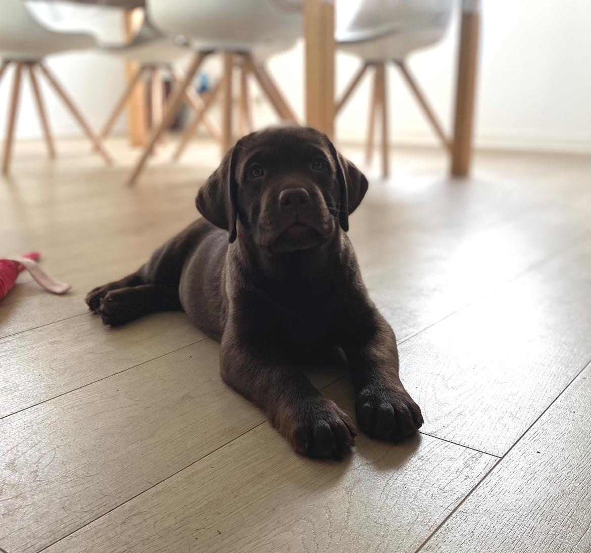 Labrador retriever Caradog Emilie de La Mancha by Don Quixote billede 5