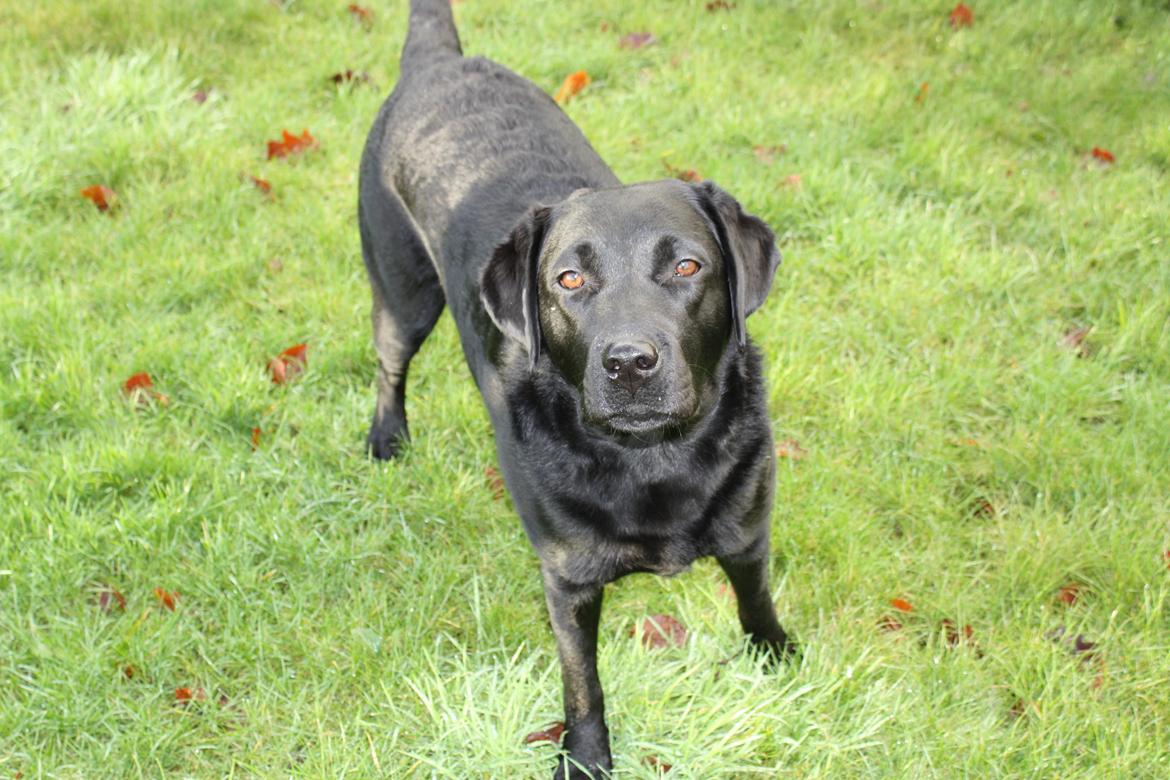 Labrador retriever Karla billede 1