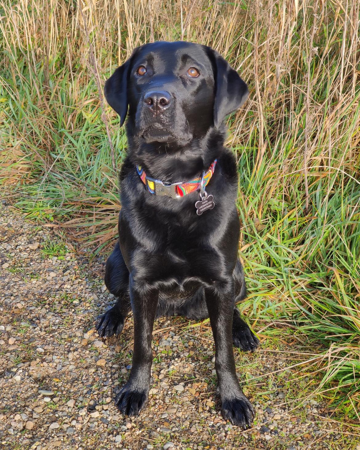 Labrador retriever Karla billede 2