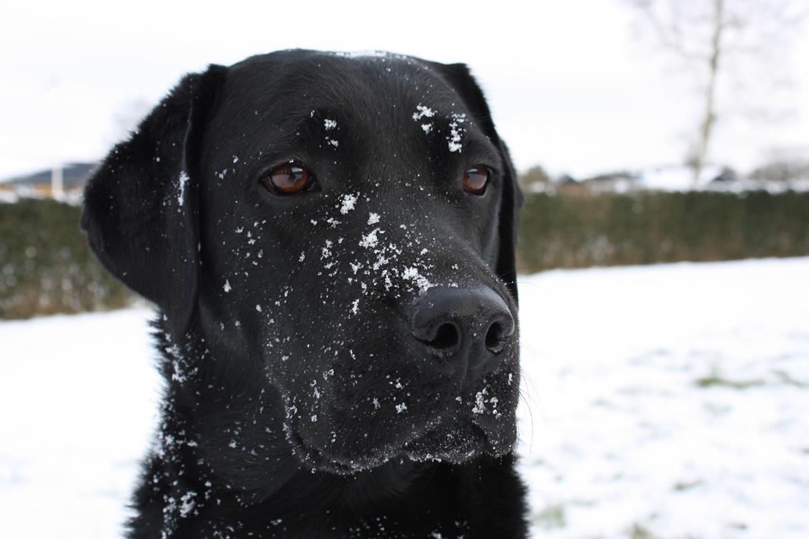 Labrador retriever Karla billede 6