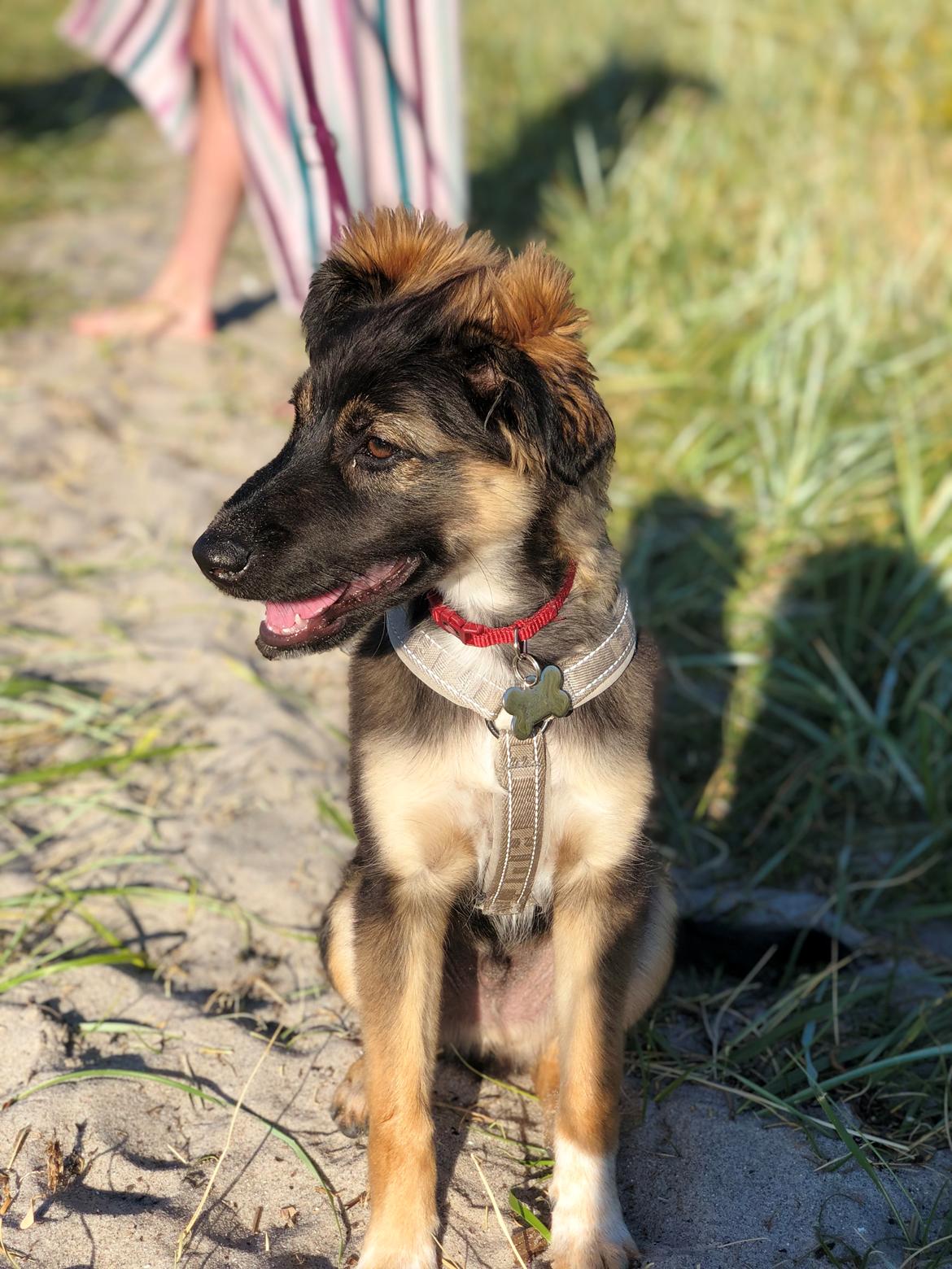 Blanding af racer Leo billede 2