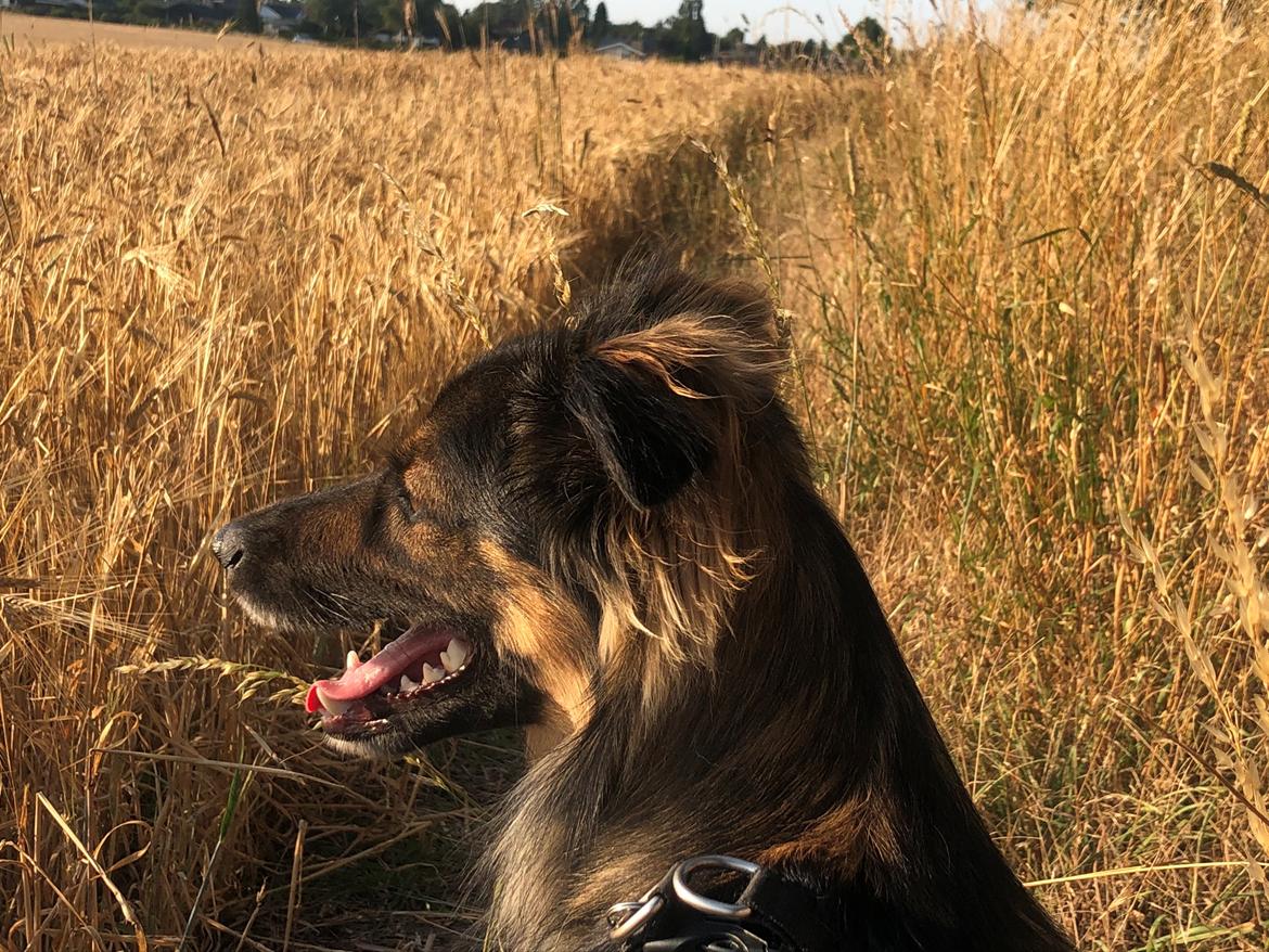 Blanding af racer Leo billede 5