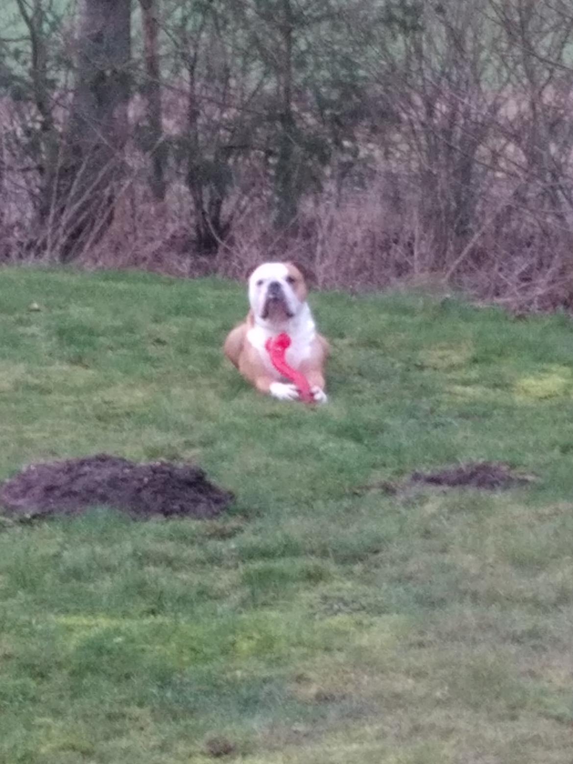 Olde english bulldogge Ostergaard's Manfred billede 18