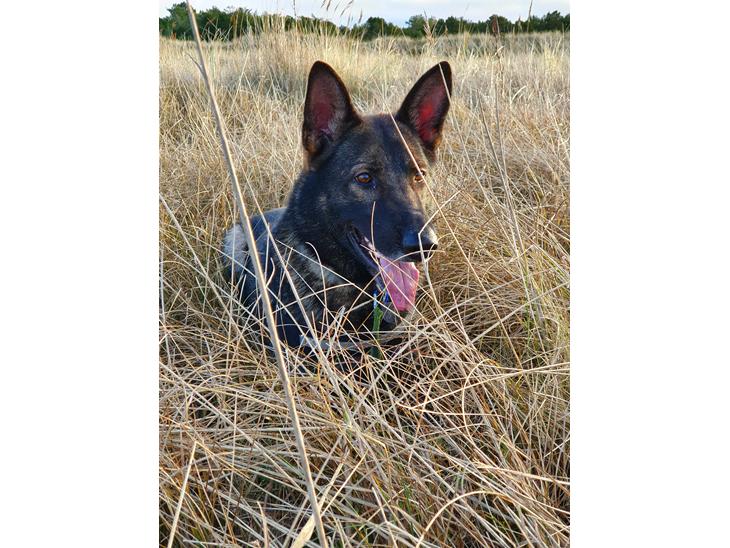 Schæferhund Dederthing Hugo  billede 1