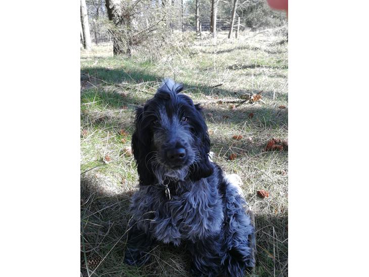 Cocker spaniel Cookie - 5 mdr  billede 1