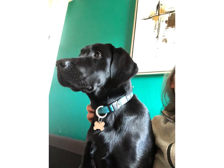 Labrador retriever Balder billede 1