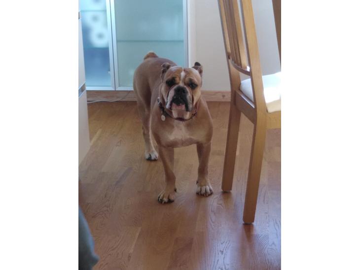 {{currentPhoto.altText}} billede {{currentPhoto.number}}