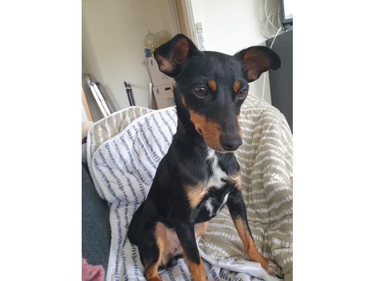 Blanding af racer Abbi portugisisk gadehund billede 1