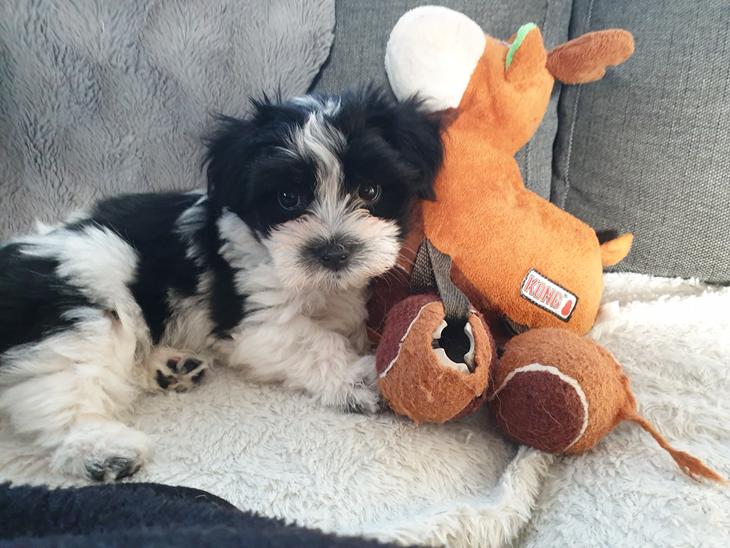 {{currentPhoto.altText}} billede {{currentPhoto.number}}