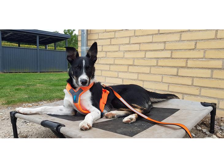 Border collie Lanstället's Chappy billede 0