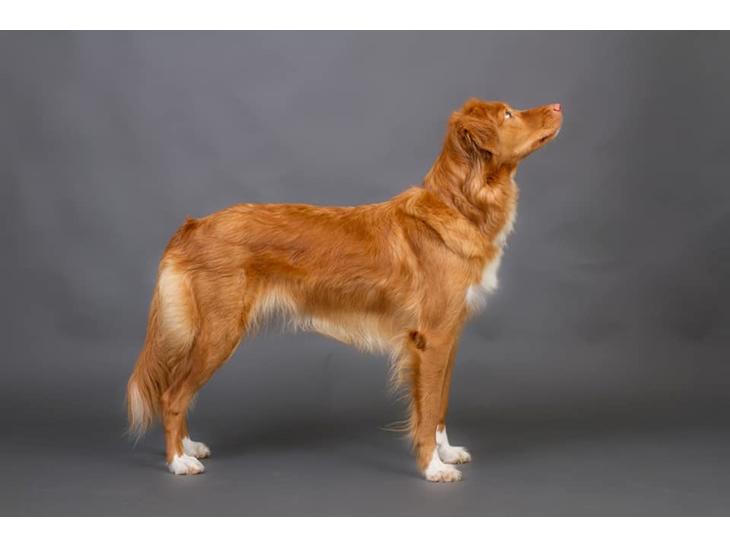 Nova scotia duck tolling retriever Aquafox Sebrings Fangio Chicane"Casey" billede 1