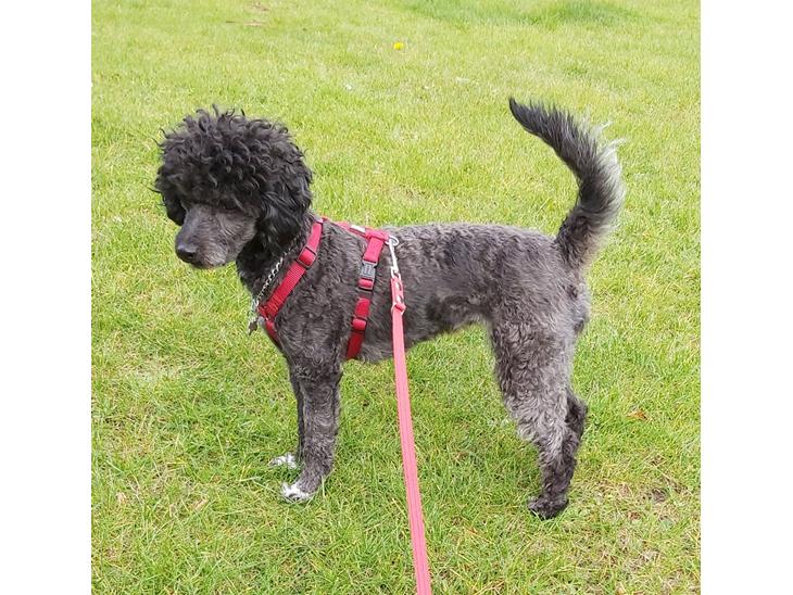 {{currentPhoto.altText}} billede {{currentPhoto.number}}