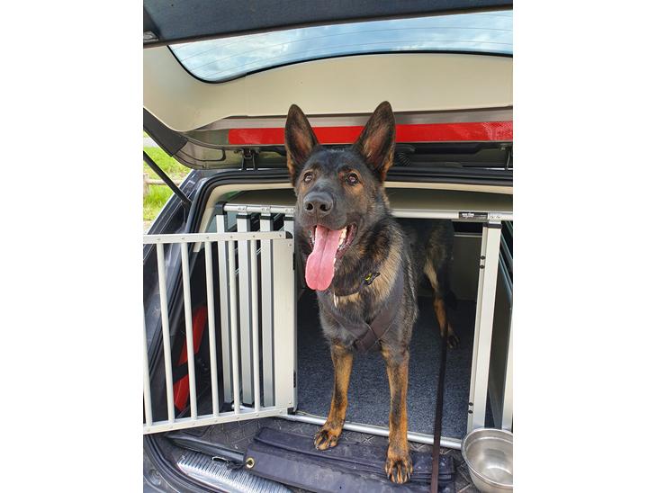 Schæferhund Coco billede 1