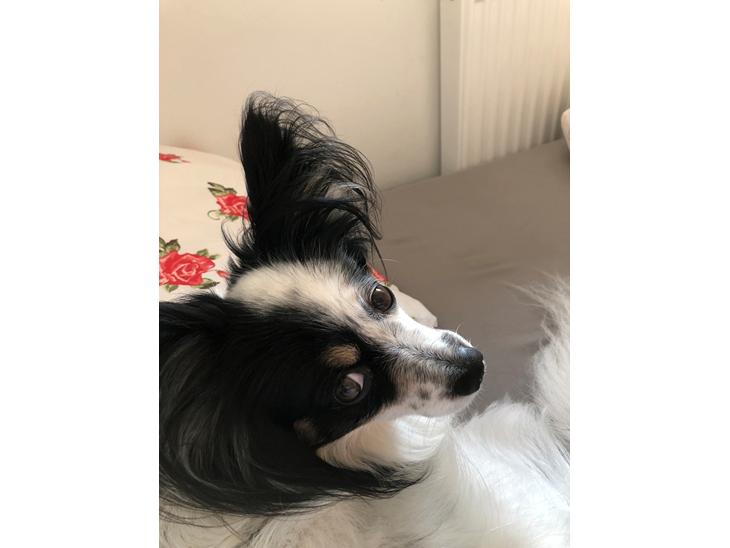 {{currentPhoto.altText}} billede {{currentPhoto.number}}