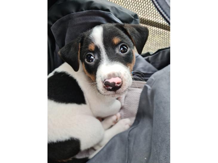 {{currentPhoto.altText}} billede {{currentPhoto.number}}