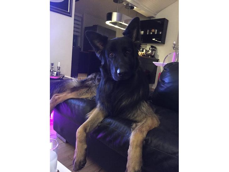 Schæferhund Rambo billede 1