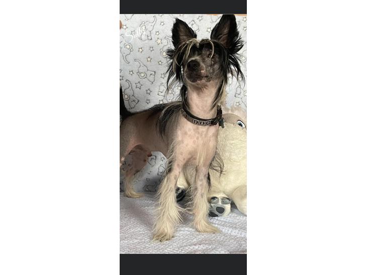 Chinese crested hårløs Sully billede 0