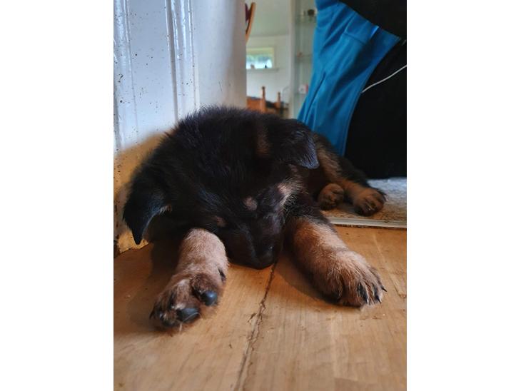Schæferhund Liva billede 1