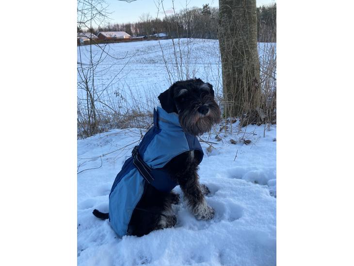 Dvaergschnauzer Viggo  billede 1
