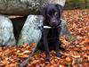 Labrador retriever Buffy