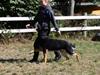 Schæferhund Glarbo Quincy