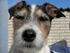 Jack russell terrier Hunni