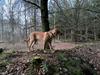 Labrador retriever Otto
