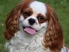 Cavalier king charles spaniel Team Hansen's New Creation (Kenzo)