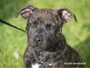 Staffordshire bull terrier Carla “Amaizing-Nelly”