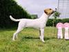 Parson russell terrier HiJacks 5th I'm always Spot on 