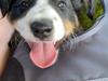 Border collie Maxi 