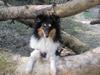 Shetland sheepdog Sheltiedream British Beloved Bizzy