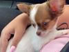 Chihuahua Cody