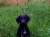 Labrador retriever Svendsen 