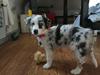 Australian shepherd Saga