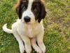 Landseer Uffe