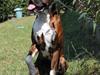 Boxer Argos