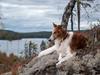 Borzoi - Kashmir 'Wild wind of Russia' [ Himmelhund]