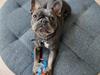 Fransk bulldog Bella [ Himmelhund]