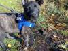 Hollandsk hyrdehund Max