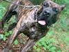 Dogo canario Chino