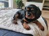 Cavalier king charles spaniel Loui