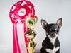 Chihuahua CH. Hello World Clicker Trained Raptor [Tidl. hund]
