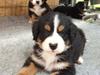 Berner sennenhund Hannibal