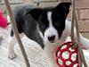 Border collie Miley